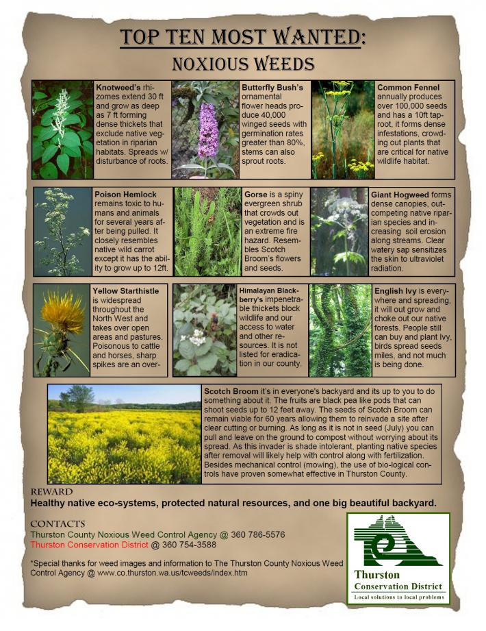 Top 10 Most Wanted Noxious Weeds in Thurston County