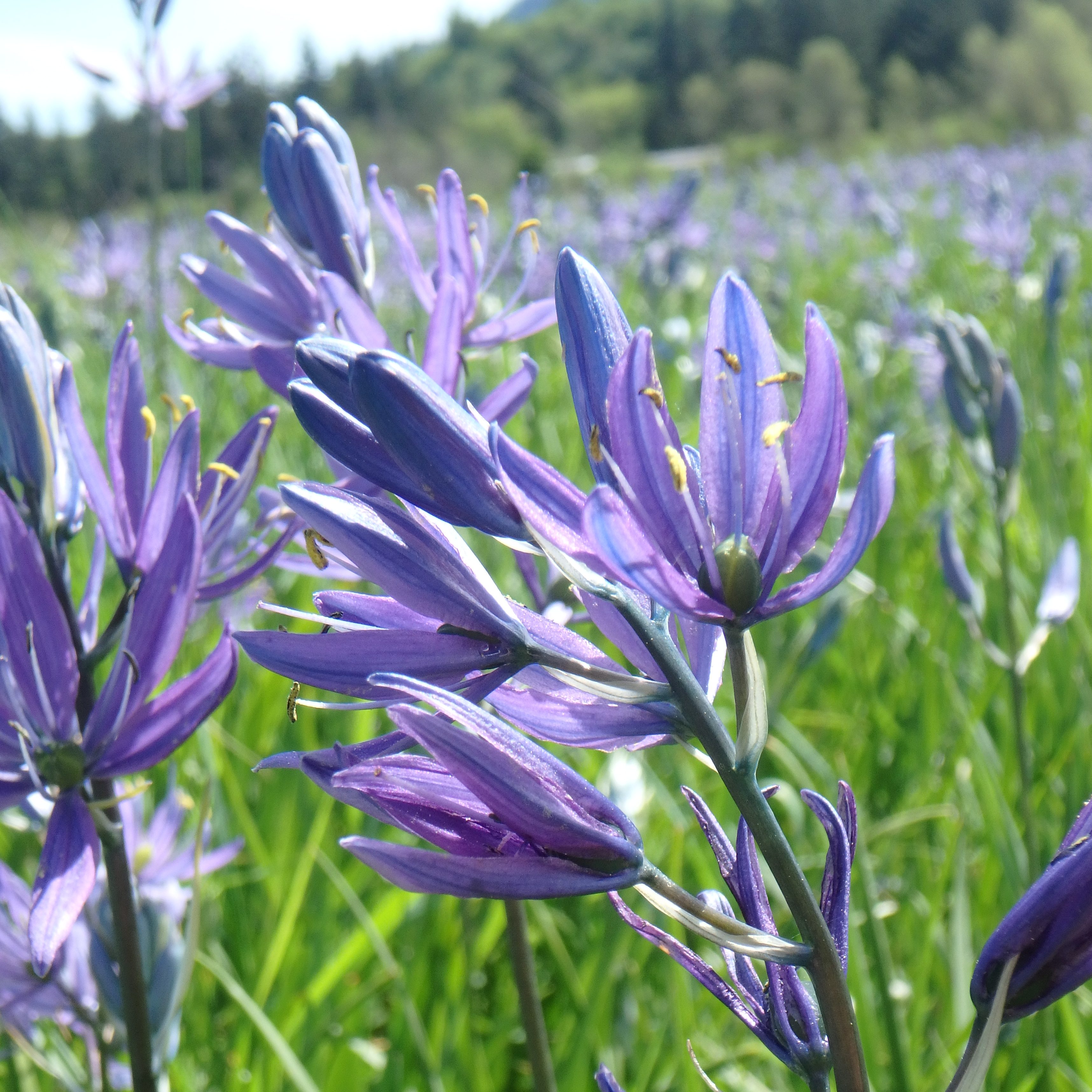 Annual Native Plant Festival